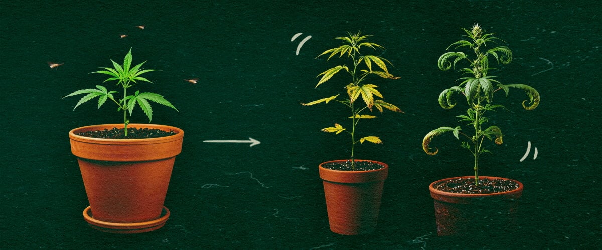 Three potted cannabis plants showing CCYV symptoms with yellowing and curling leaves on green background.