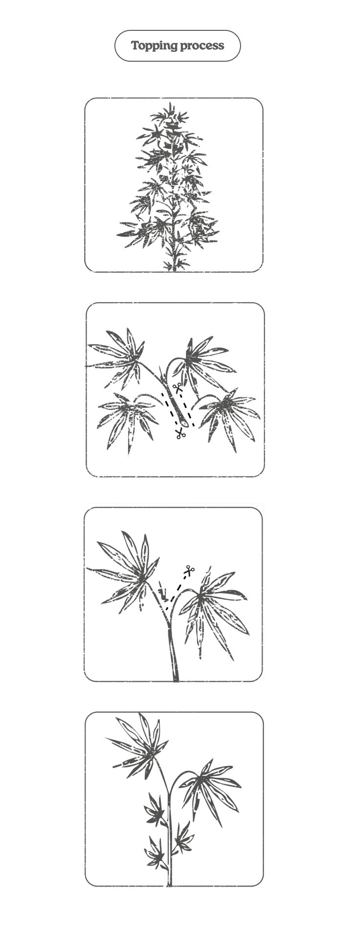 Diagram of the cannabis topping process: cutting the main tip to promote two main shoots and more colas