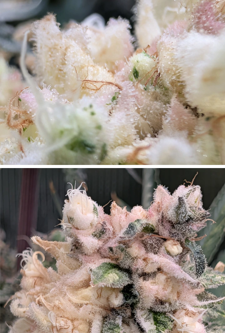 Macro close-up of frosty cannabis buds with thick trichome coverage, pale pink tones, and dense resinous flowers.