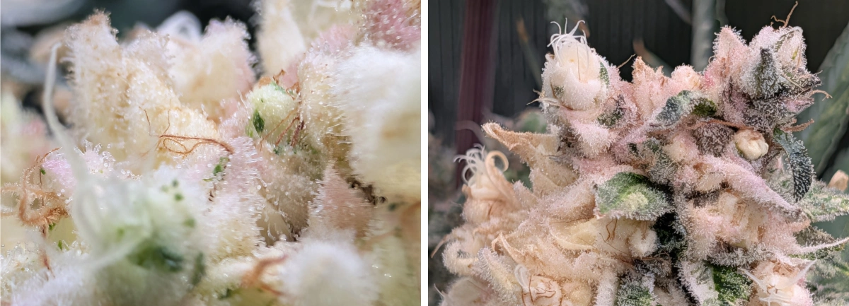 Macro close-up of frosty cannabis buds with thick trichome coverage, pale pink tones, and dense resinous flowers.