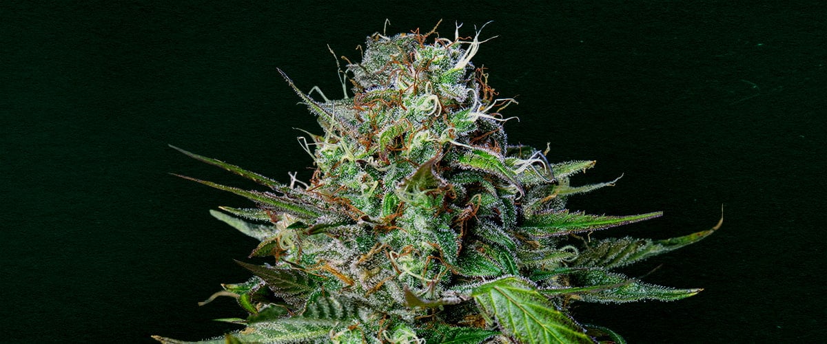 Tangie: Best cannabis strain for cloning Why Tangie is one of the best strains for cloning