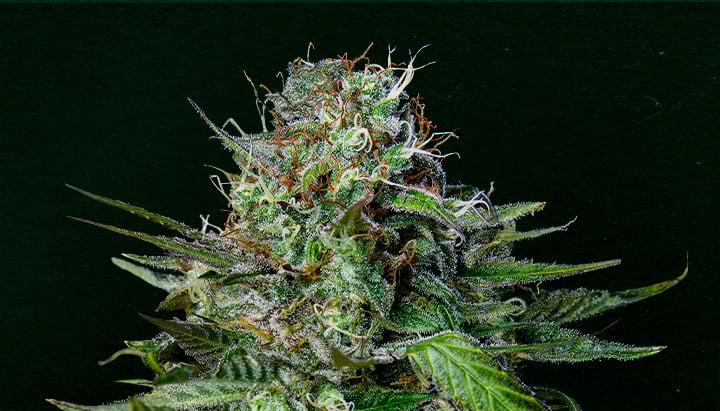 Tangie: Best cannabis strain for cloning Why Tangie is one of the best strains for cloning