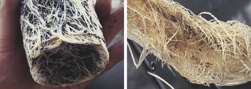 Root Bound Cannabis Plant Root Bound Cannabis Plant