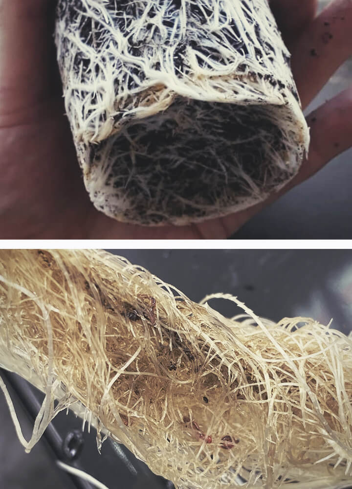 Root Bound Cannabis Plant Root Bound Cannabis Plant