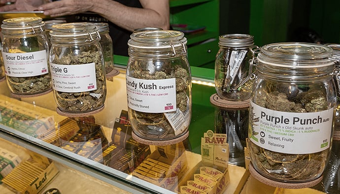 Royal Queen Seeds Opening in Thailand Royal Queen Seeds Opening in Thailand