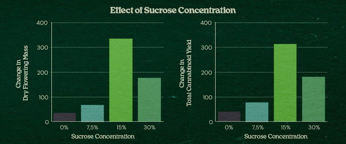 PSIS results chart sucrose concentration boosts cannabis bud weight and cannabinoids Graph showing effect of sucrose concentration in PSIS technique up to 31% increase in flower dry mass and 34% higher total cannabinoid yield at 15% to 30% sucrose