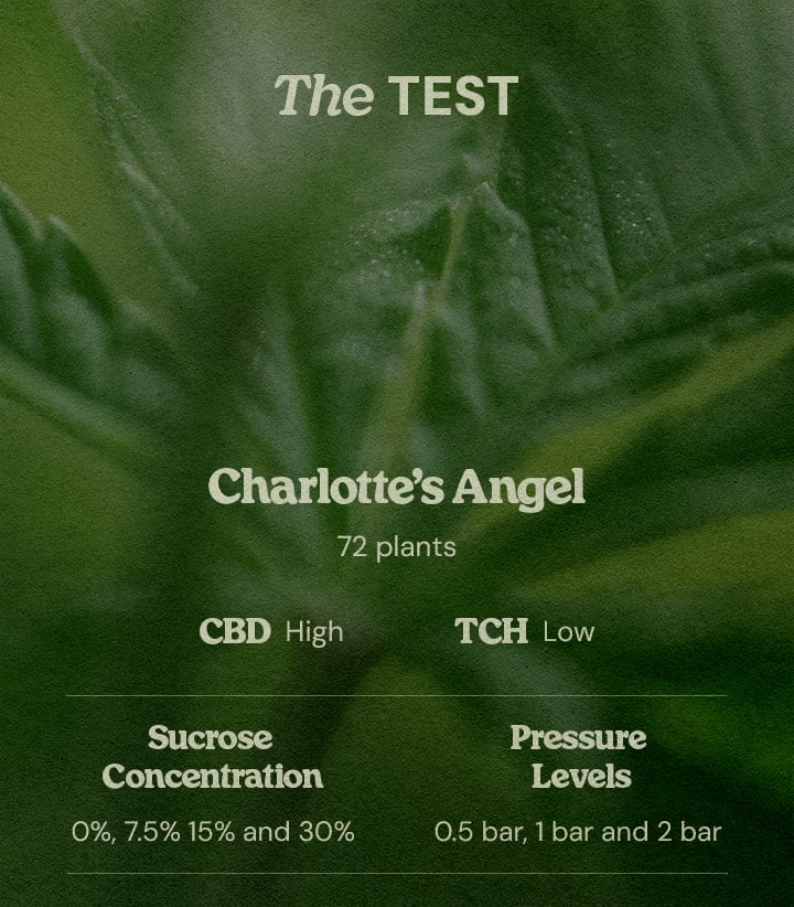 PSIS experiment Charlotte’s Angel CBD strain test parameters Charlotte’s Angel PSIS test design 72 high CBD low THC plants testing sucrose concentrations 0% 7.5% 15% 30% and pressure levels 0.5 bar 1 bar 2 bar