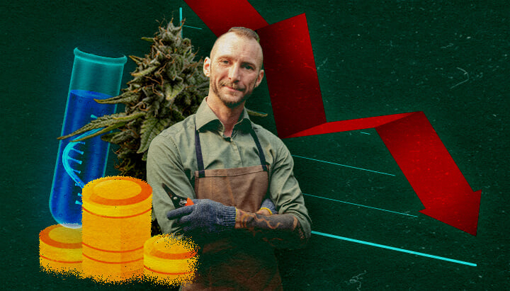 Cannabis grower with test tube, coins, and downward red graph on green background, showing economic impact.