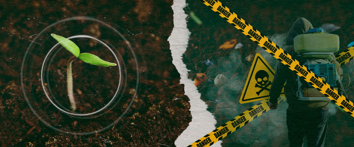The contrast between healthy plant growth and the dangers of synthetic fungicides in modern agriculture, highlighting the need for organic alternatives.