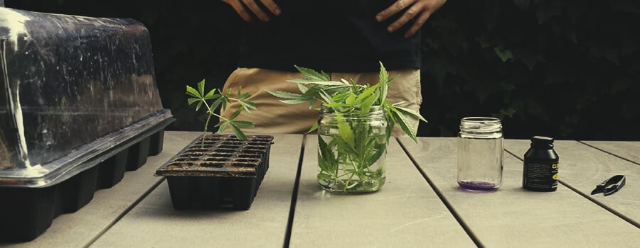 sharp utility blade, some cloning solution, some clone, and a heated propagator