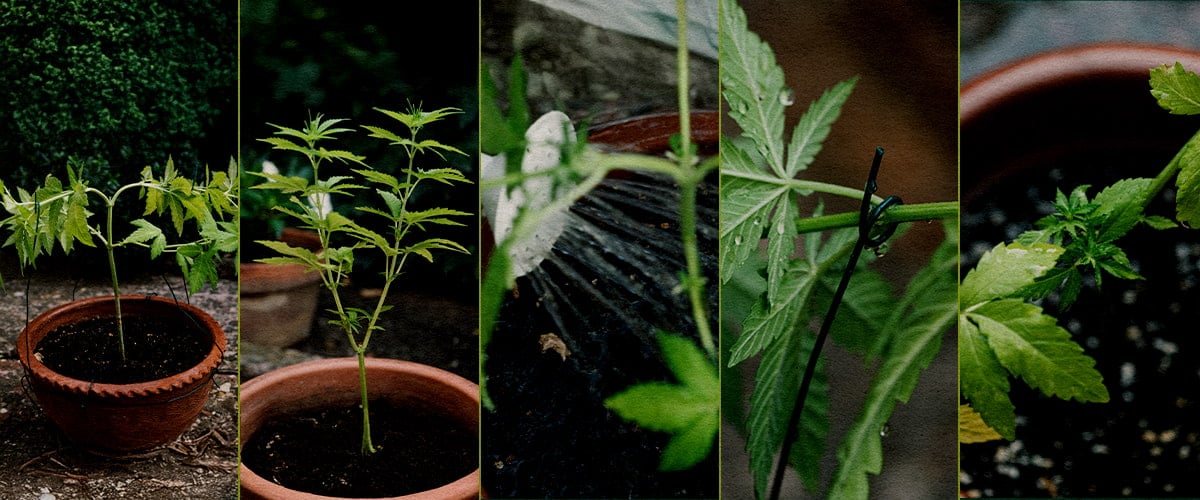 5-step collage showing how to top cannabis plants: seedling, cutting top tip, post-cut stem, new growth with stake, early branching.