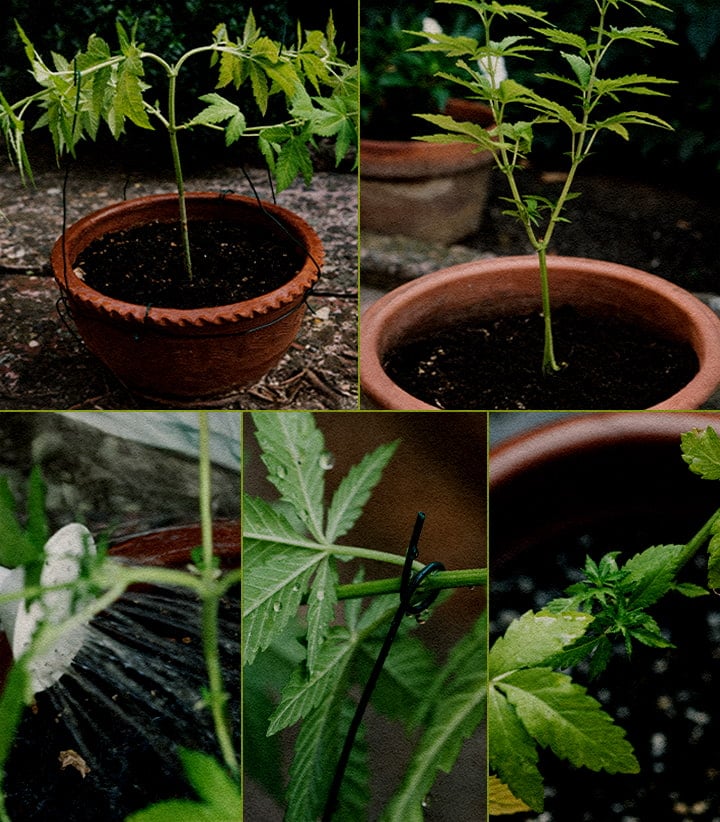 5-step collage showing how to top cannabis plants: seedling, cutting top tip, post-cut stem, new growth with stake, early branching.