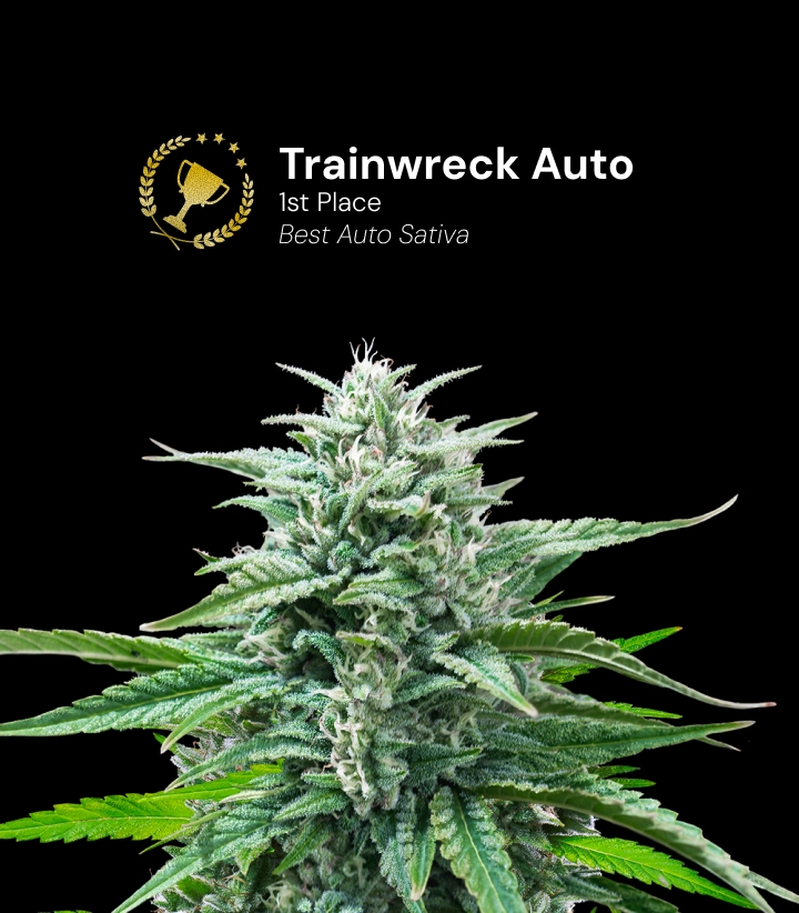 Trainwreck Auto Cannabis Strain Award Winner Discover Trainwreck Auto, an award-winning autoflower cannabis strain that won 1st place for Best Auto Sativa.