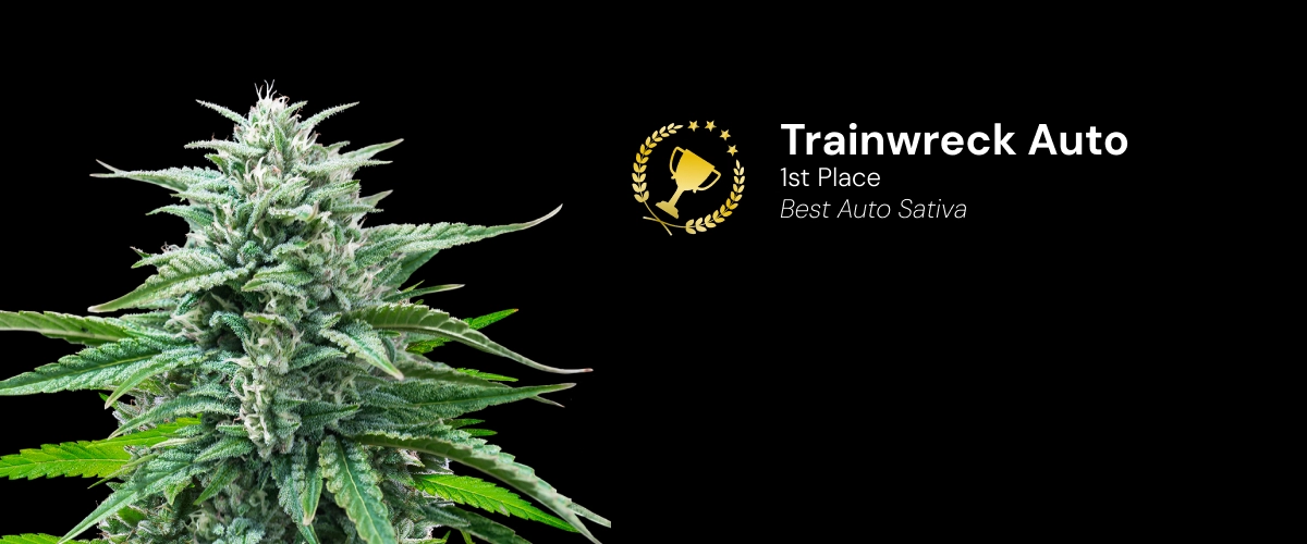 Trainwreck Auto Cannabis Strain Award Winner Discover Trainwreck Auto, an award-winning autoflower cannabis strain that won 1st place for Best Auto Sativa.