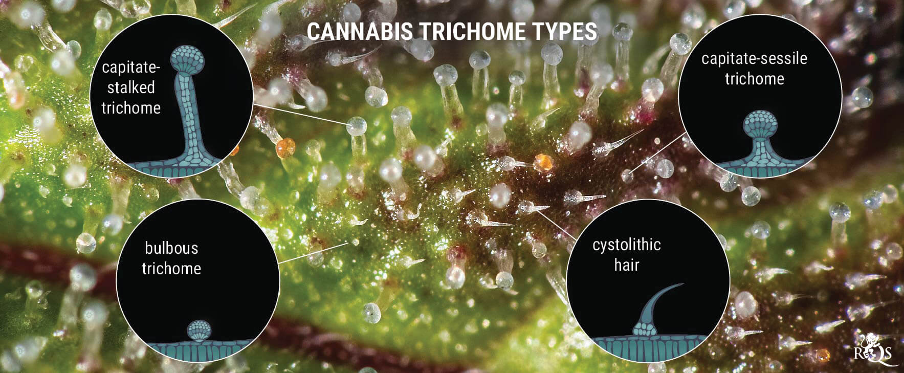 Genetics: The Key to Resinous Buds