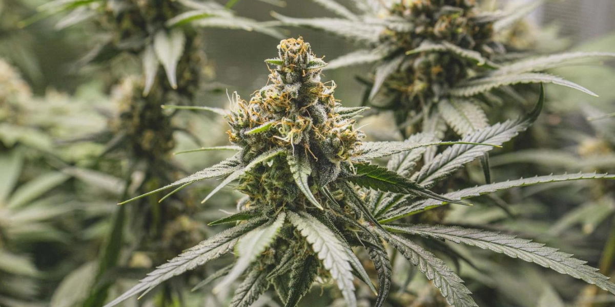 Tropical Mirage cannabis plant with dense resinous buds, orange pistils, frosty leaves, and compact flowering growth.