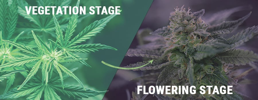 Vegetation and Flowering Stage 