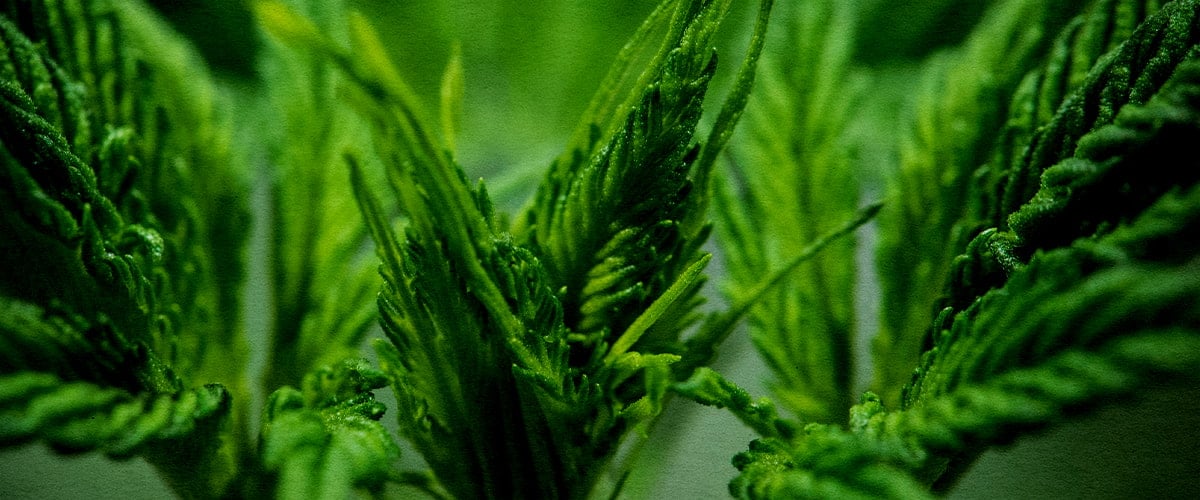 Close-up of lush, vibrant green Wedding Cake cannabis leaves during vegetative phase, showcasing bushy growth and trichome-covered foliage.