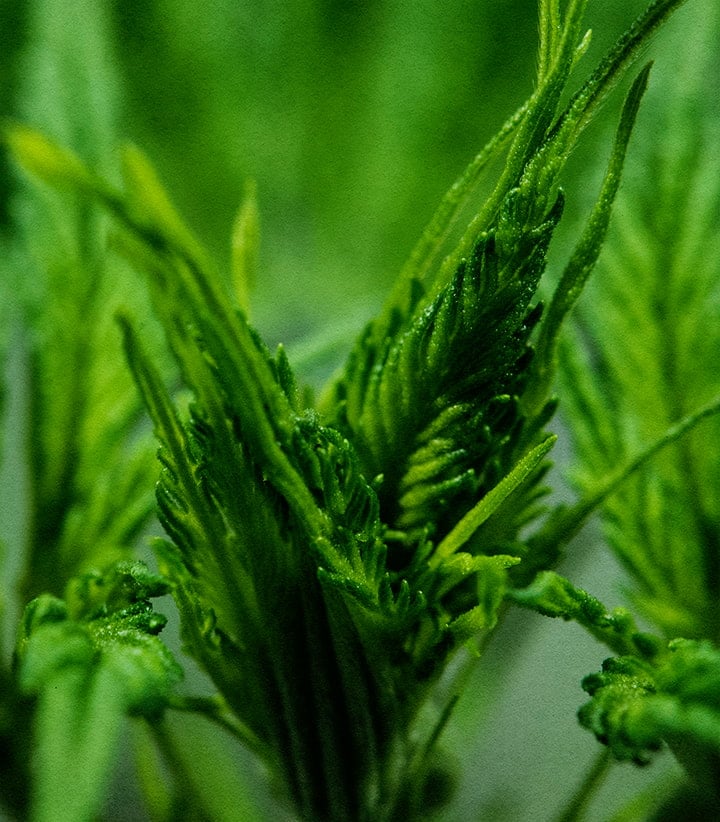 Close-up of lush, vibrant green Wedding Cake cannabis leaves during vegetative phase, showcasing bushy growth and trichome-covered foliage.
