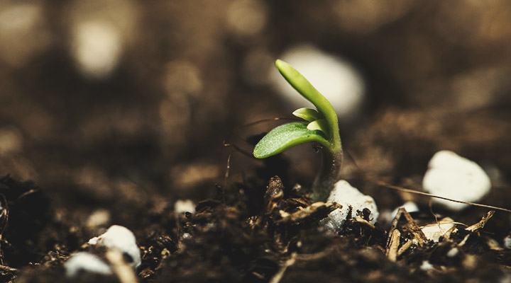 Seedling Stage (Week 1)