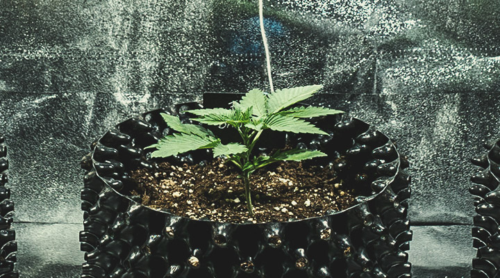 Vegetative Stage (Week 2)