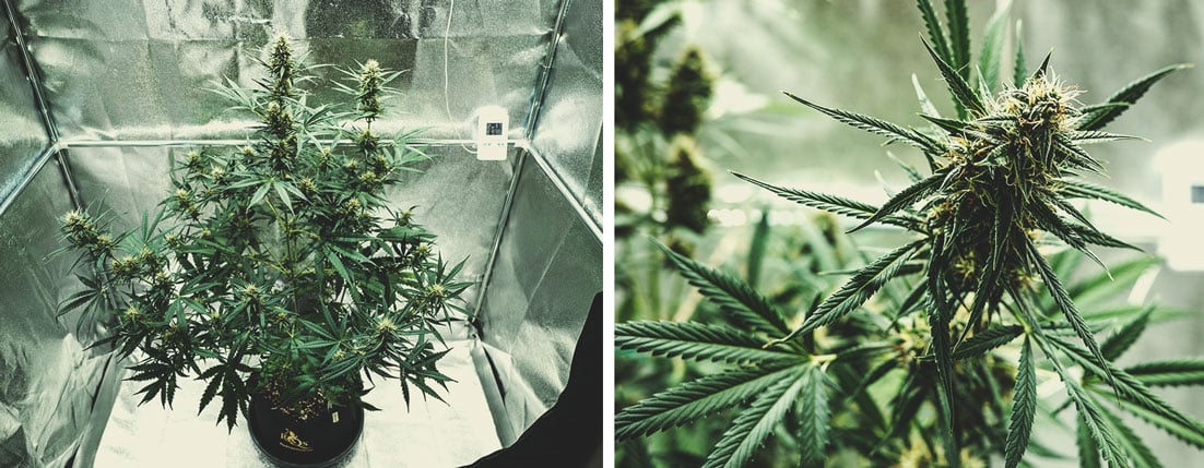 Flowering Stage (Week 6 & 7) Flowering Stage (Week 6 & 7)