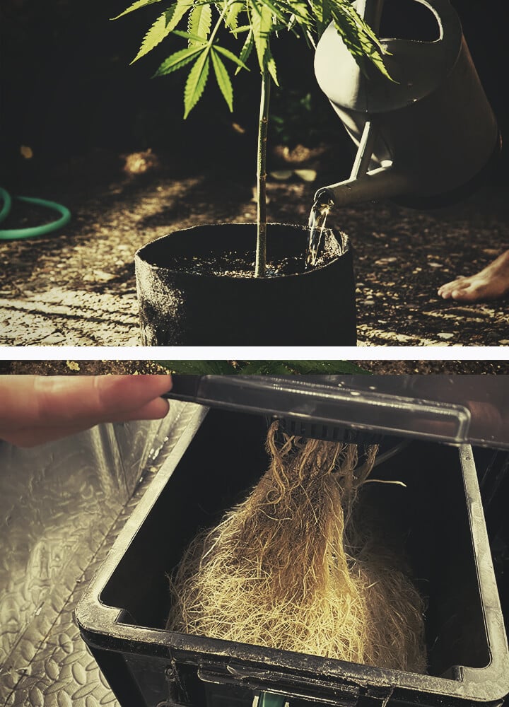 Cannabis roots grow in constant search of water and nutrients Cannabis roots grow in constant search of water and nutrients