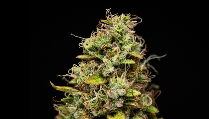 Wedding Cake Auto cannabis bud with dense resinous flowers, orange pistils, green sugar leaves, and compact growth against a dark background.