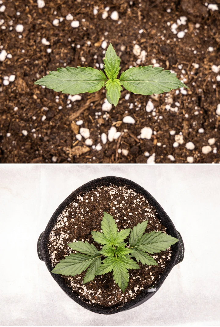Wedding Cake Auto cannabis seedling growing in soil during week 1 of the grow report, showing early leaf development, healthy green growth, perlite-rich substrate, and a fabric pot.