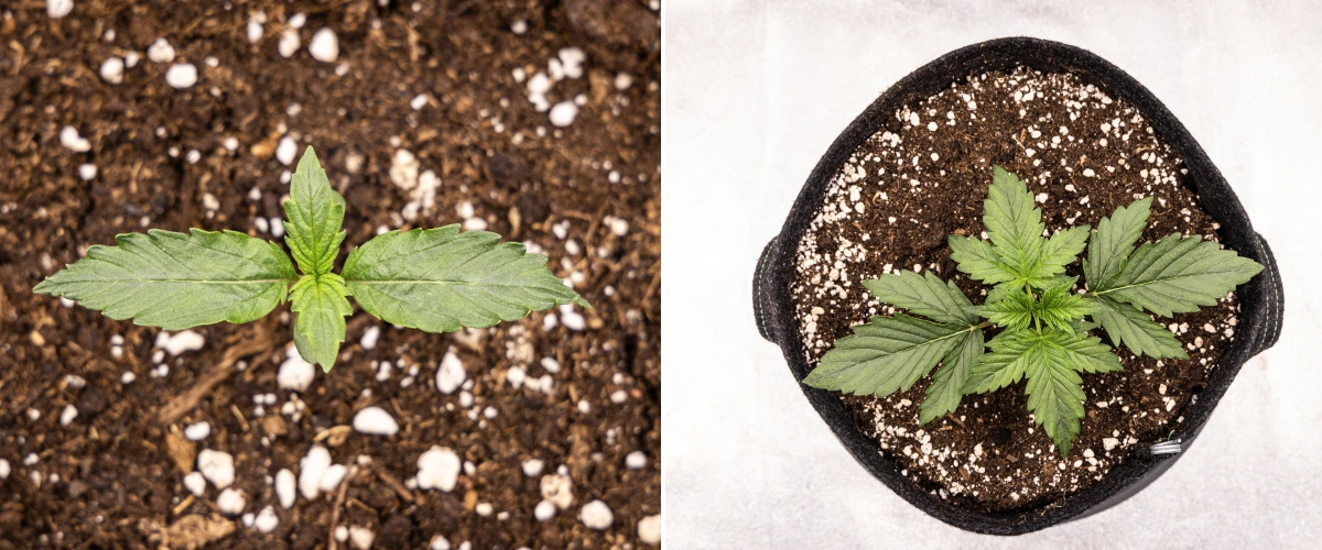 Wedding Cake Auto cannabis seedling growing in soil during week 1 of the grow report, showing early leaf development, healthy green growth, perlite-rich substrate, and a fabric pot.