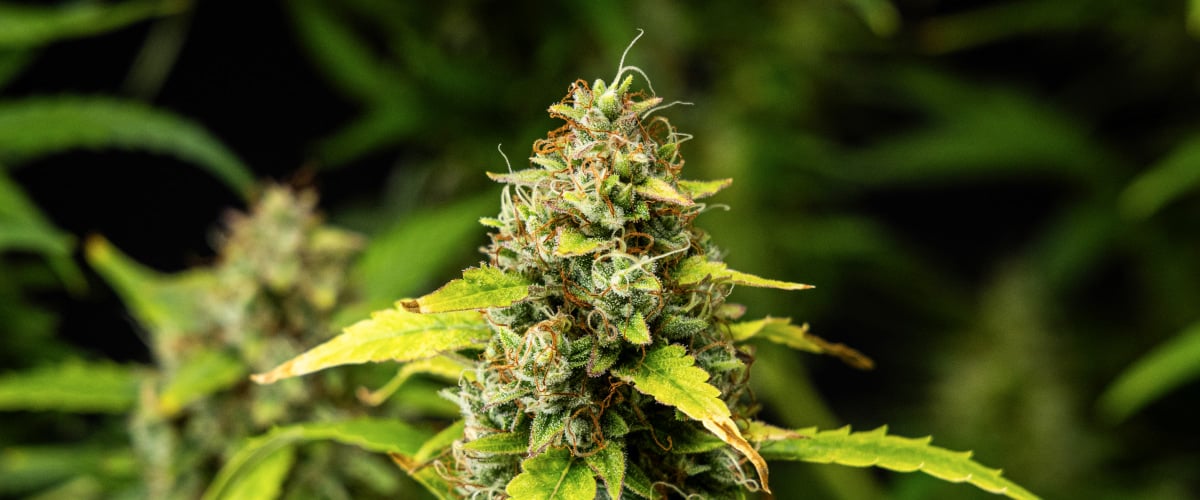 Close-up of Wedding Cake Auto cannabis buds during week 10 of the grow report, showing dense resinous flowers, orange pistils, frosty trichomes, and fading late-flowering leaves.