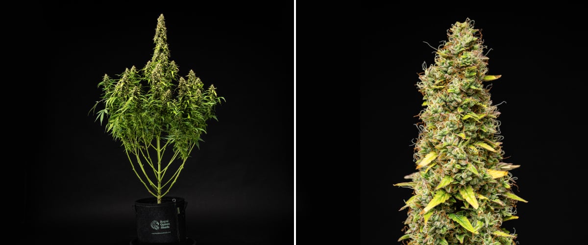 Wedding Cake Auto cannabis plant during week 11 of the grow report, showing a tall mature structure, dense resinous buds, orange pistils, fading leaves, and final ripening against a black background.