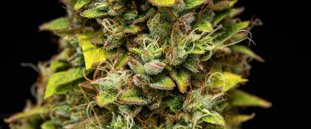 Close-up of Wedding Cake Auto cannabis buds during week 12 of the grow report, showing harvest-ready resinous flowers, dense trichome coverage, orange pistils, and fading late-flowering leaves.