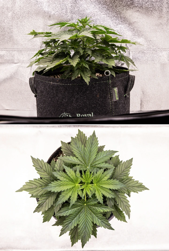 Wedding Cake Auto cannabis plant growing in a fabric pot during week 2 of the grow report, showing dense vegetative development, broad green leaves, compact structure, and healthy foliage.