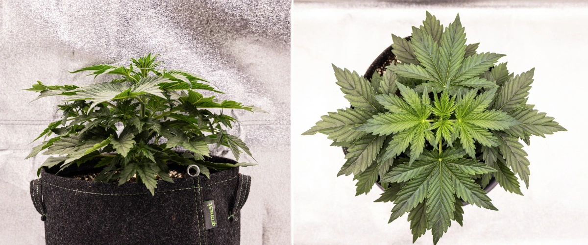 Wedding Cake Auto cannabis plant growing in a fabric pot during week 2 of the grow report, showing dense vegetative development, broad green leaves, compact structure, and healthy foliage.