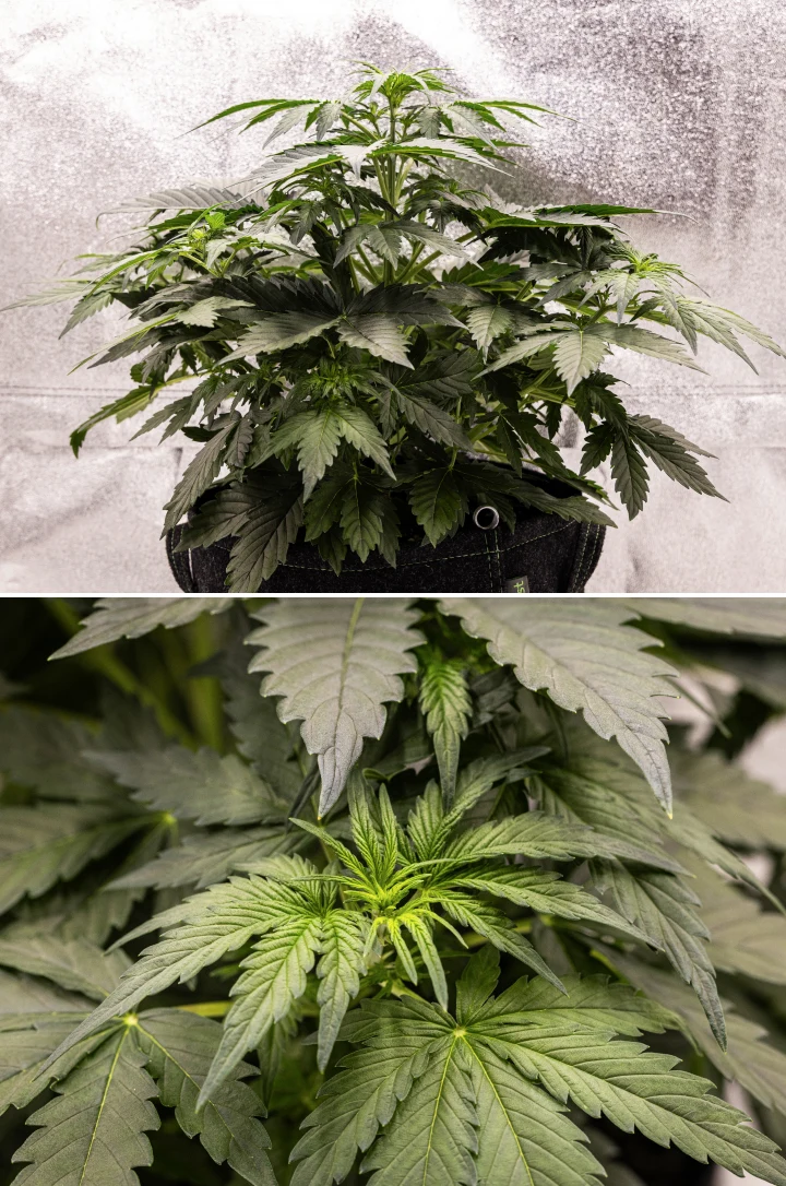 Wedding Cake Auto cannabis plant growing in a fabric pot during week 3 of the grow report, showing dense green foliage, compact bushy structure, new upper growth, and early pre-flowering development.