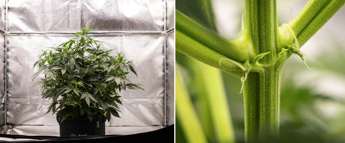 Wedding Cake Auto cannabis plant growing in a fabric pot during week 4 of the grow report, showing early flowering signs, strong vertical growth, healthy foliage, and white pistils at the stem nodes.
