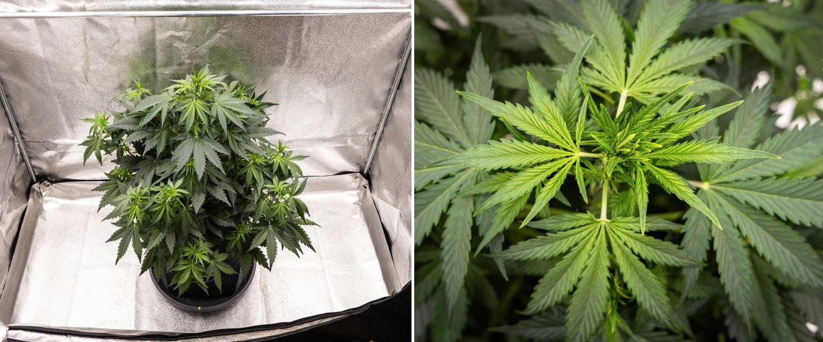 Wedding Cake Auto cannabis plant growing in a fabric pot during week 5 of the grow report, showing strong vertical growth, early bud development, healthy green foliage, and multiple flowering sites.