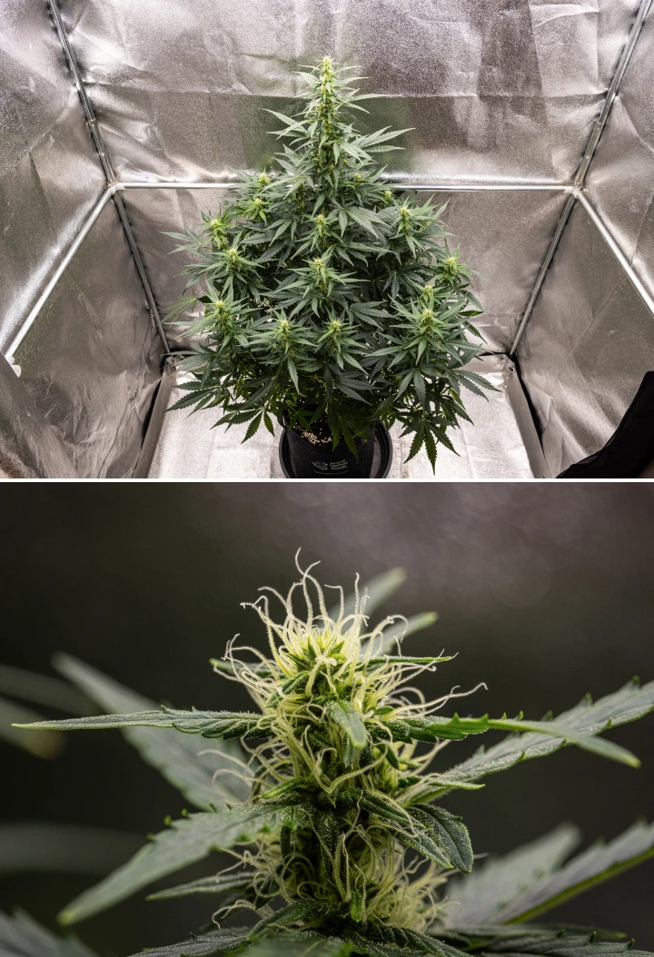 Wedding Cake Auto cannabis plant growing in a fabric pot during week 6 of the grow report, showing tall flowering growth, developing buds, fresh white pistils, and healthy green leaves.