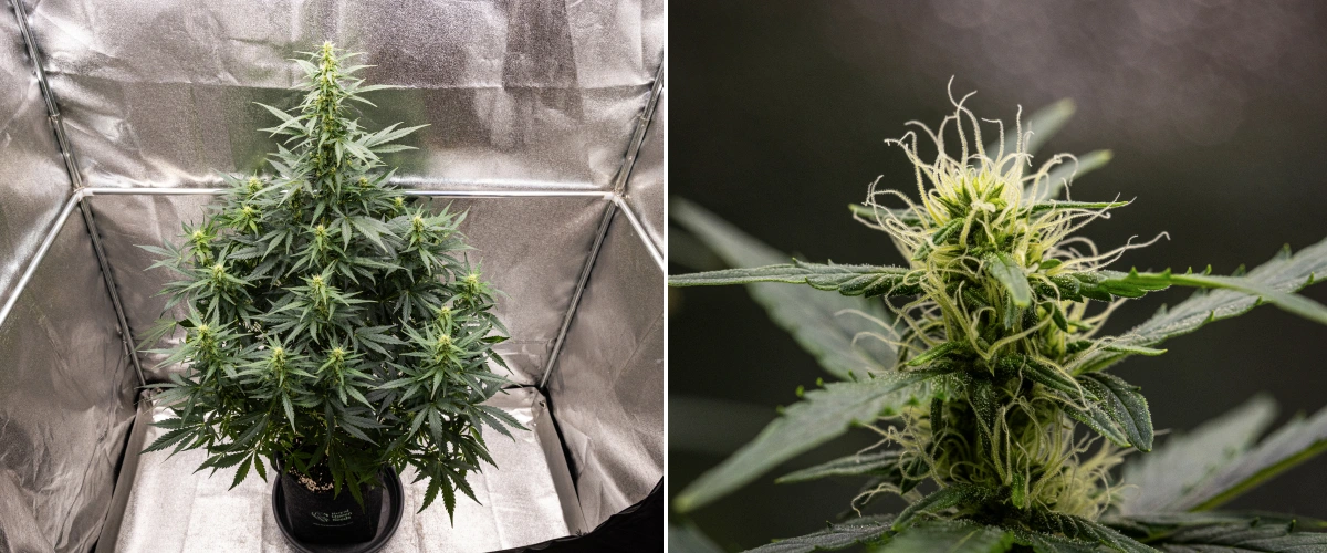 Wedding Cake Auto cannabis plant growing in a fabric pot during week 6 of the grow report, showing tall flowering growth, developing buds, fresh white pistils, and healthy green leaves.