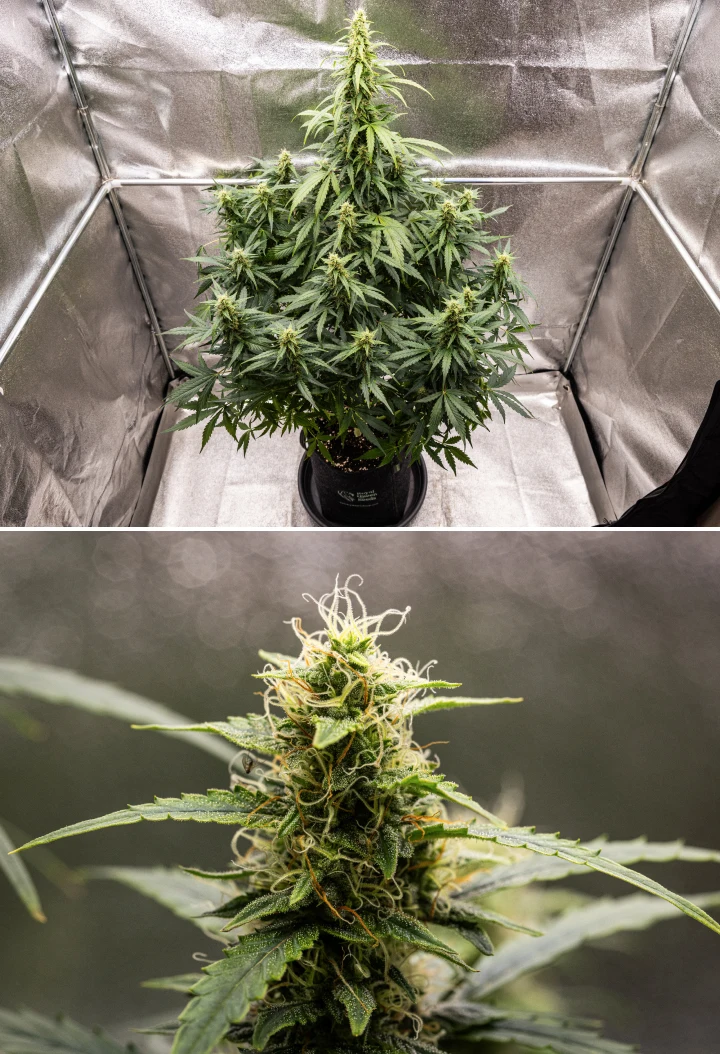 Wedding Cake Auto cannabis plant during week 8 of the grow report, showing resinous bud development, white and orange pistils, healthy sugar leaves, and tall flowering colas.