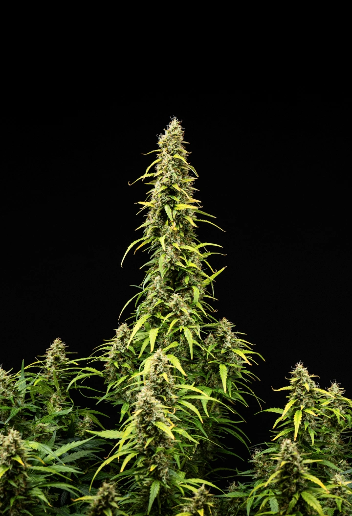 Wedding Cake Auto cannabis plant during week 9 of the grow report, showing tall mature colas, dense resinous buds, fading leaves, and final flowering development against a black background.