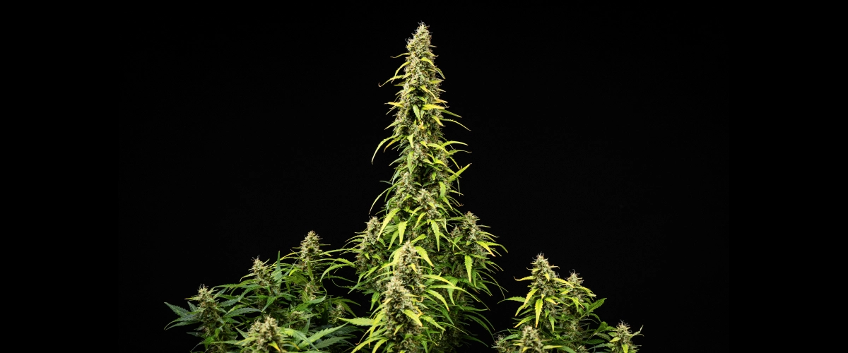 Wedding Cake Auto cannabis plant during week 9 of the grow report, showing tall mature colas, dense resinous buds, fading leaves, and final flowering development against a black background.