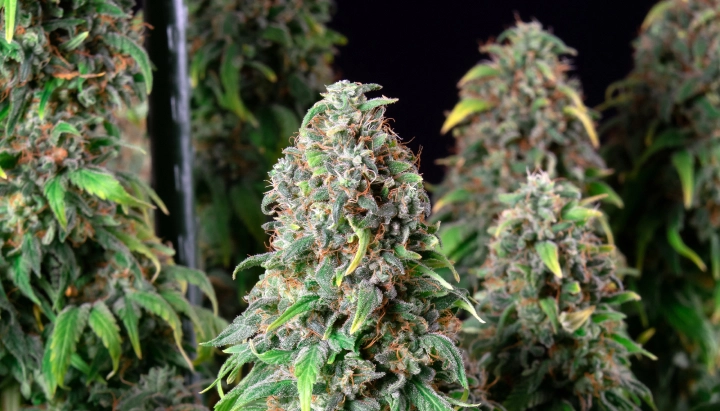 Wedding Gelato: Highest-THC Compact Strain Wedding Gelato cannabis plant with dense frosty buds, orange pistils, green foliage, and resinous flowering colas.