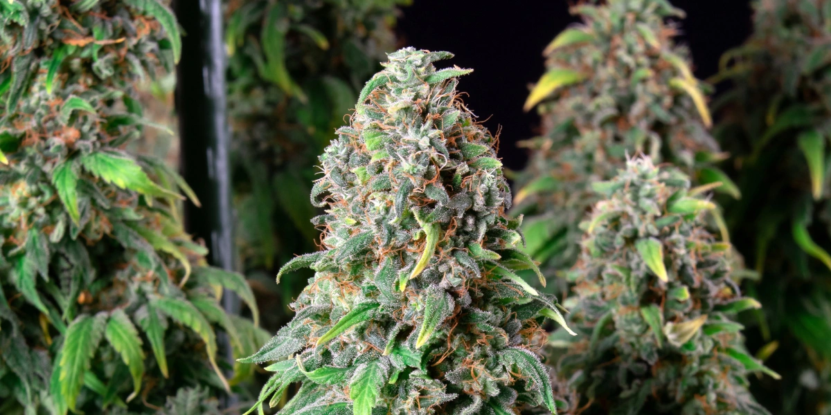 Wedding Gelato: Highest-THC Compact Strain Wedding Gelato cannabis plant with dense frosty buds, orange pistils, green foliage, and resinous flowering colas.