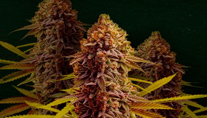 Wedding Cake: Best cannabis strain for cloning Why Wedding Cake is one of the best strains for cloning