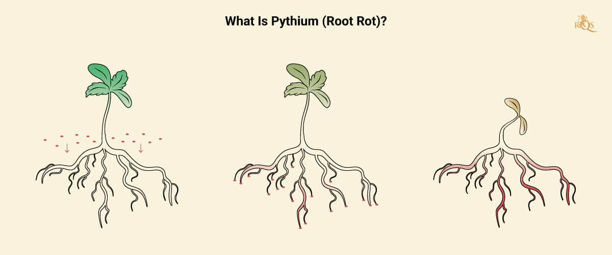 What is Pythium