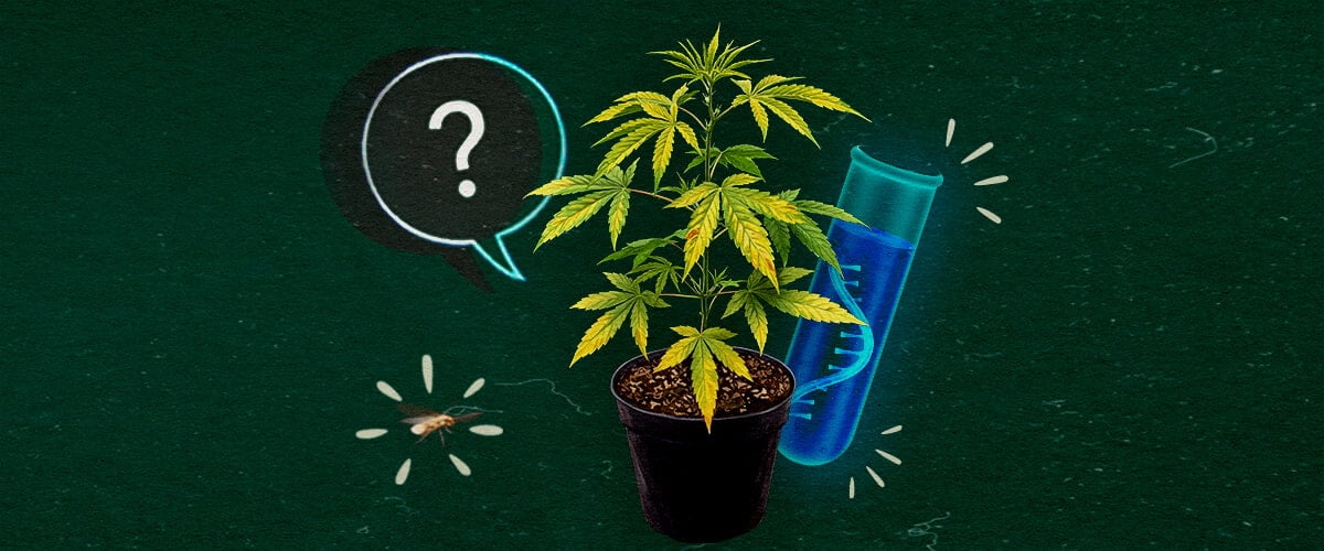 Cannabis plant with test tube and question mark on green background, exploring CCYV virus.