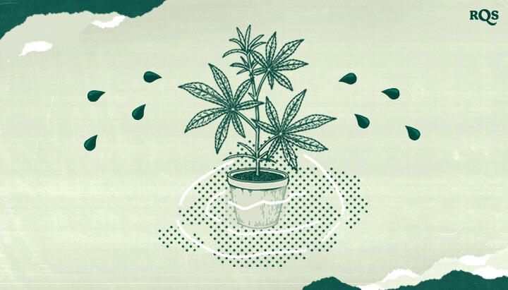 Cannabis Guttation: When and Why Do Marijuana Plants Release Water? Understand guttation in cannabis plants! This illustration shows water droplets on leaves, a natural process indicating high root pressure and humidity. Learn when and why guttation occurs.