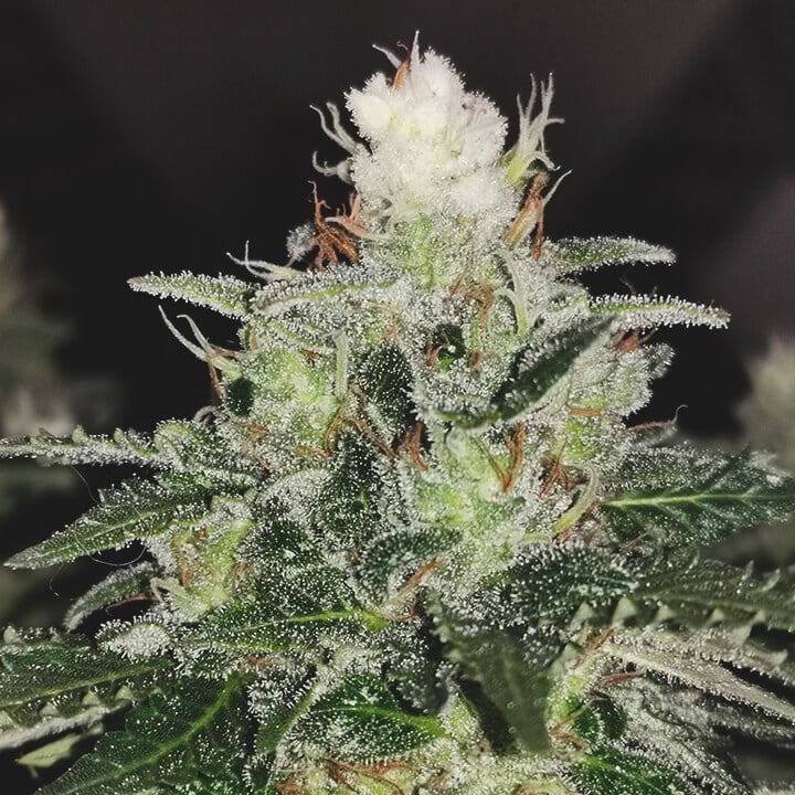 White tips cannabis White tips cannabis